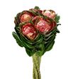 Brassica purpurina rojo x5 - BRAPURROJ