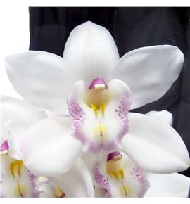 Cymb white sensation x6 - CYMBWHISEN1