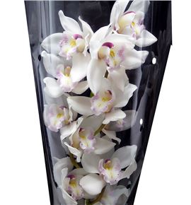 Cymb white sensation x6 - CYMBWHISEN1