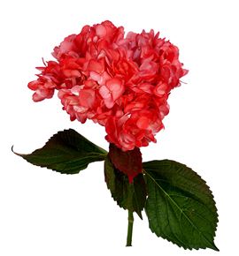 Hydr select rojo 60 - HYDSLCROJ