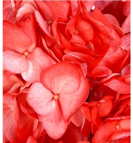 Hydr select rojo 60 - HYDSLCROJ