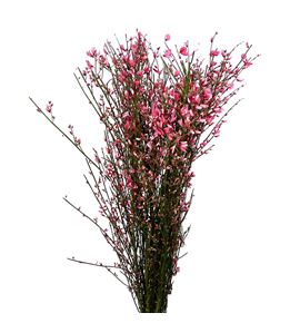 Genista teñida roja 65 - GENROJ