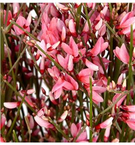 Genista teñida roja 65 - GENROJ