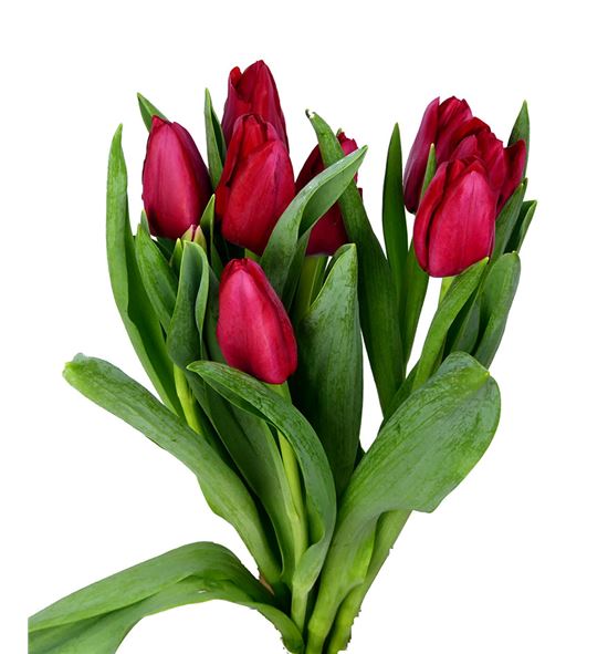 Tulipan ile france 33 - TULILEFRA