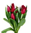 Tulipan ile france 33 - TULILEFRA