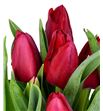 Tulipan ile france 33 - TULILEFRA1
