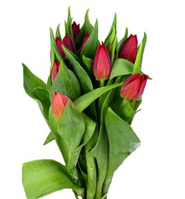 Tulipan seadov 35 - TULSEA