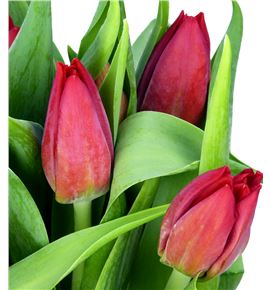 Tulipan seadov 35 - TULSEA