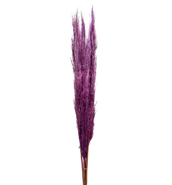 Cortaderia purple 140 - CORPUR