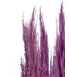 Cortaderia purple 140 - CORPUR1