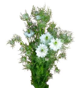 Nigella blanca 60 - NIGBLA