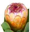 Protea grandicolor 70 - PROGRA1