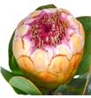 Protea grandicolor 70 - PROGRA2