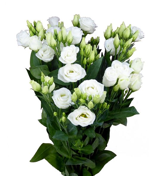 Lisianthus rosita white 65 - LISROSWHI