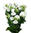 Lisianthus rosita white 65 - LISROSWHI