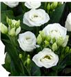 Lisianthus rosita white 65 - LISROSWHI1