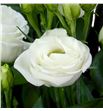 Lisianthus rosita white 65 - LISROSWHI2