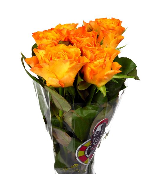 Rosa hol. marie claire 60 - RGRMARCLA