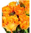 Rosa hol. marie claire 60 - RGRMARCLA1
