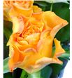 Rosa hol. marie claire 60 - RGRMARCLE2