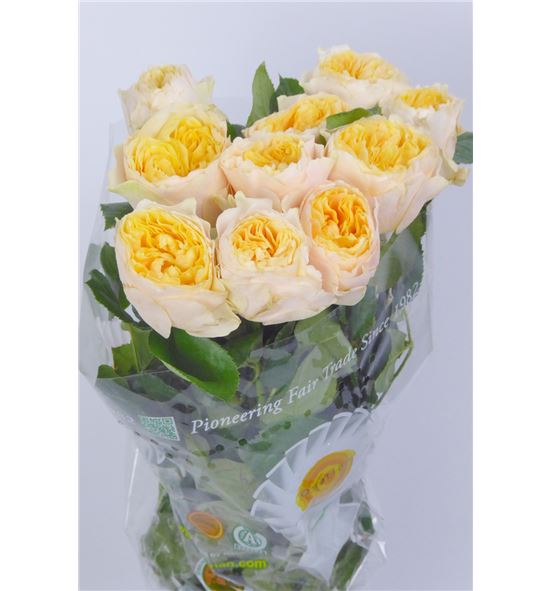 Rosa hol yellow vuvuzela 50 - RGRYELVUV