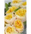 Rosa hol yellow vuvuzela 50 - RGRYELVUV1