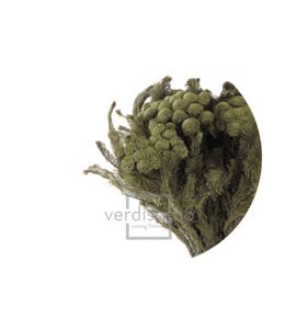 Brunia albiflora preservada bru/9103 - BRU9103-2-BRUNIA-ALBIFLORA