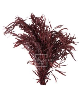 Eucaliptus nicoly preservado nic/0204 - NIC0204-2-EUCALIPTO