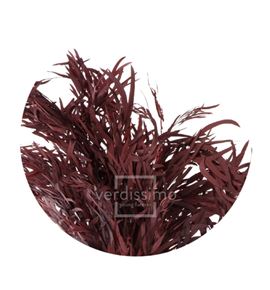 Eucaliptus nicoly preservado nic/0204 - NIC0204-2-EUCALIPTO