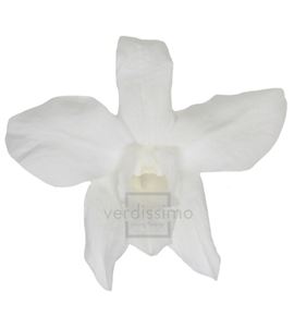 Dendrobium preservado blanco den/1000 - DEN1000-03-ORQUIDEA