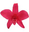 Dendrobium preservado rosa oscuro den/1400 - DEN1400-01-ORQUIDEA