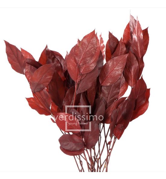 Salal tips preservado sal/0202 - SAL0202-2-SALAL