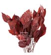 Salal tips preservado sal/0202 - SAL0202-2-SALAL