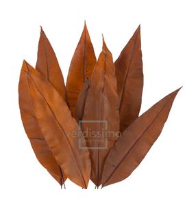 Tropical leaf preservado trl/9503 - TRL9503-2-HOJA-TROPICAL