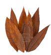 Tropical leaf preservado trl/9503 - TRL9503-2-HOJA-TROPICAL