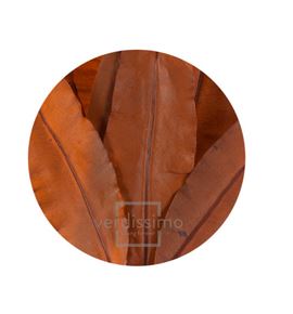 Tropical leaf preservado trl/9503 - TRL9503-2-HOJA-TROPICAL