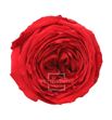 Rosa amorosa preservada mini garden prg/2200 - RGA2200-01-ROSA-JARDIN