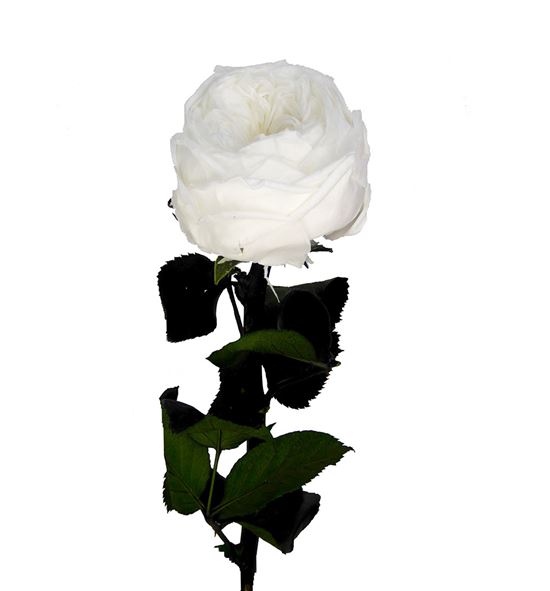 Rosa amorosa preservada mini garden prg/6000 - PRG6000