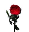 Rosa amorosa preservada mini garden prg/6200 - PRZ6200