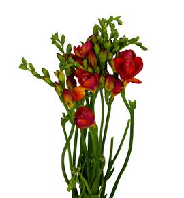 Fresia mandarine 50 - FREMAN