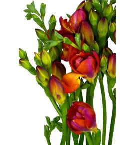 Fresia mandarine 50 - FREMAN