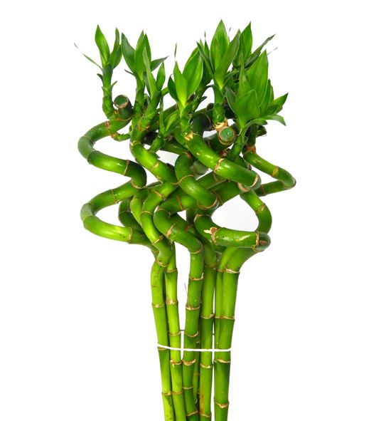 Drac bamboo spiraal 100 - DRABAMSPI