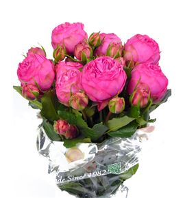 Rs ramificada pink piano freiland 60 - RTRPINPIAFRE