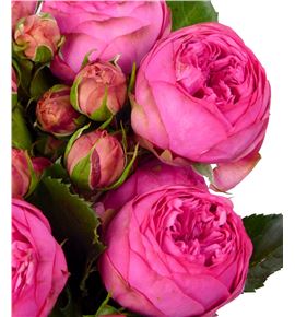 Rs ramificada pink piano freiland 60 - RTRPINPIAFRE