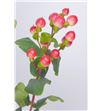 Hypericum coco calypso 50 - HYPCOCCAL2