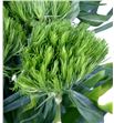 Barbatus green wicky 60 - BARGREWIC1
