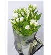 Rs ramificada jeanine 70 - RTRJEA