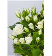 Rs ramificada jeanine 70 - RTRJEA1
