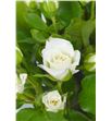 Rs ramificada jeanine 70 - RTRJEA2