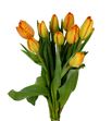 Tulipan nac charade - TULCHA